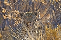  leopard 
 namibie 